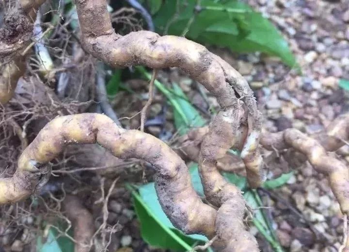 茎,叶都含有钩吻生物碱禁止内服,所以断肠草不能吃民间流传的药方也