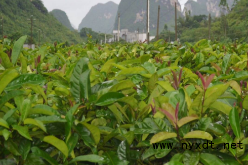 栽培技术:苦丁茶有性繁殖技术