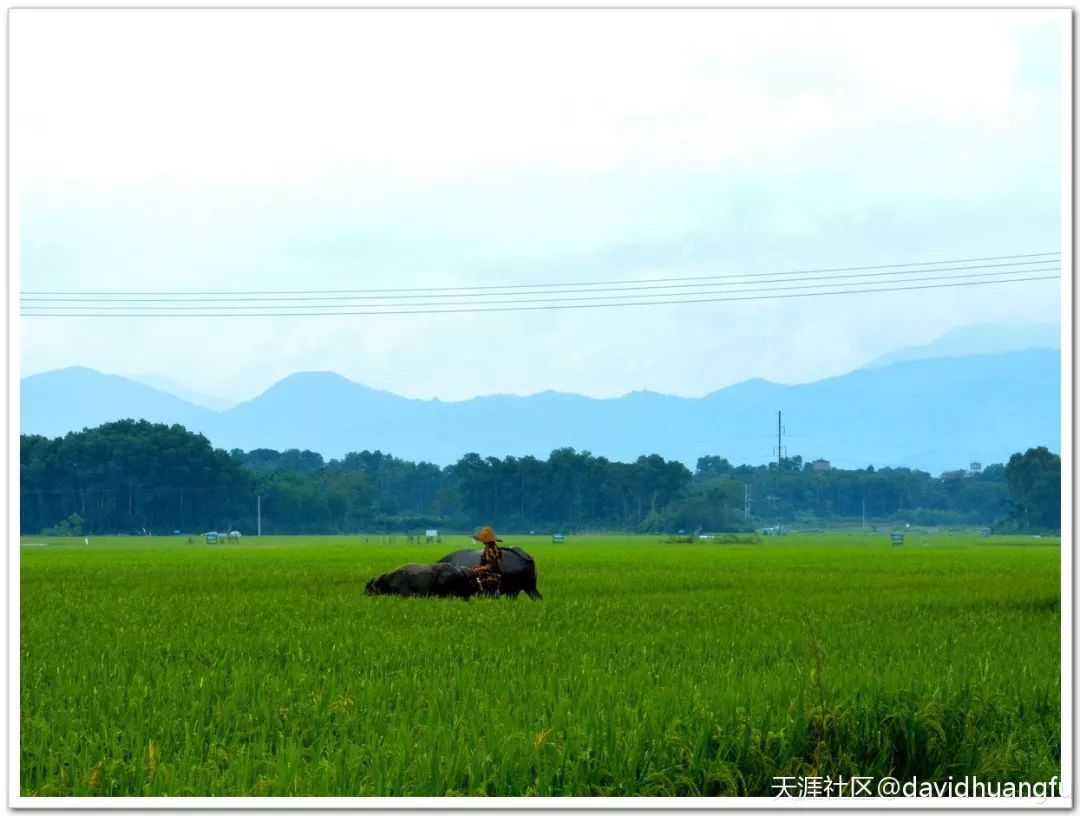 雨后的田野 @天涯社区 davidhuangfu