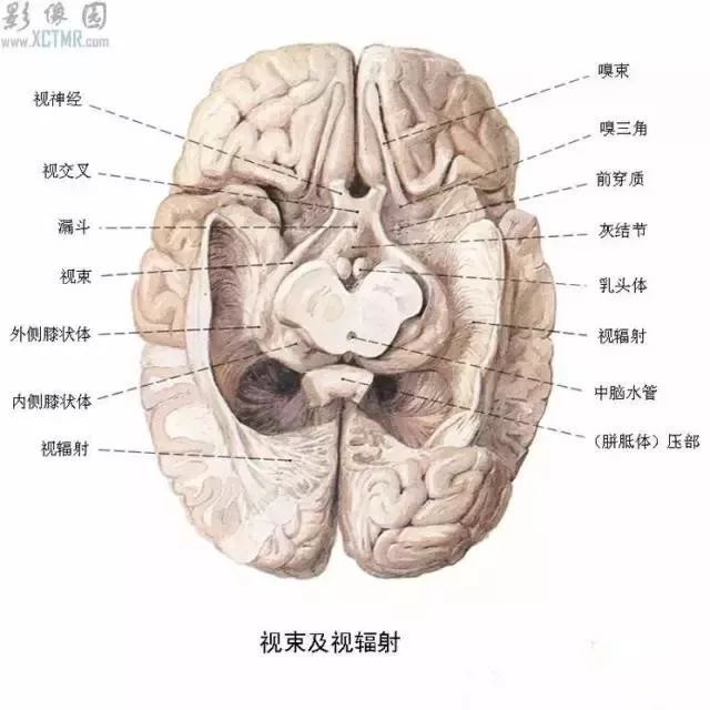 【健康】最全神经系统及神经疾病解剖图【收藏】