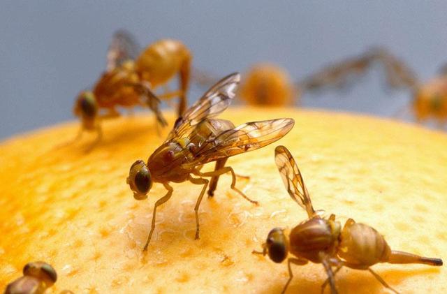 果蝇不同物种可以警告对方时,寄生蜂的附近.