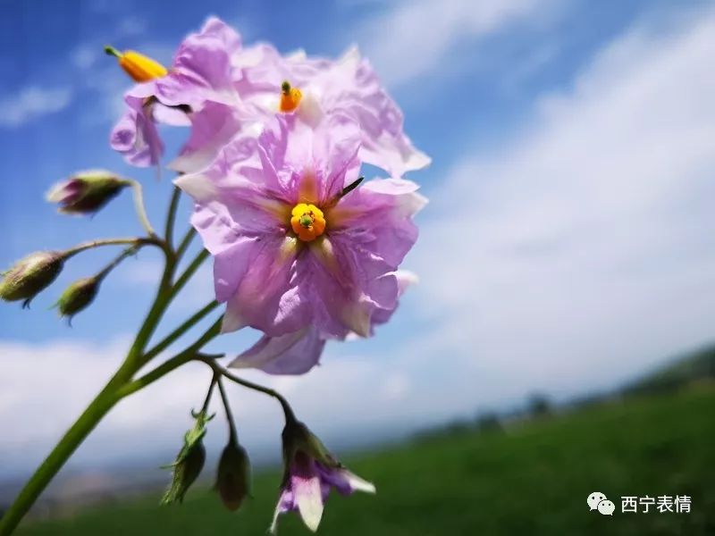 刘德贤摄影洋芋开花赛牡丹