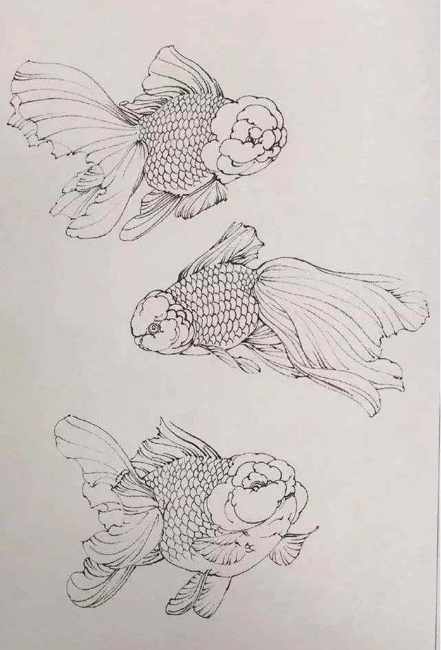 金鱼白描图及工笔《黑龙睛金鱼》画法解析