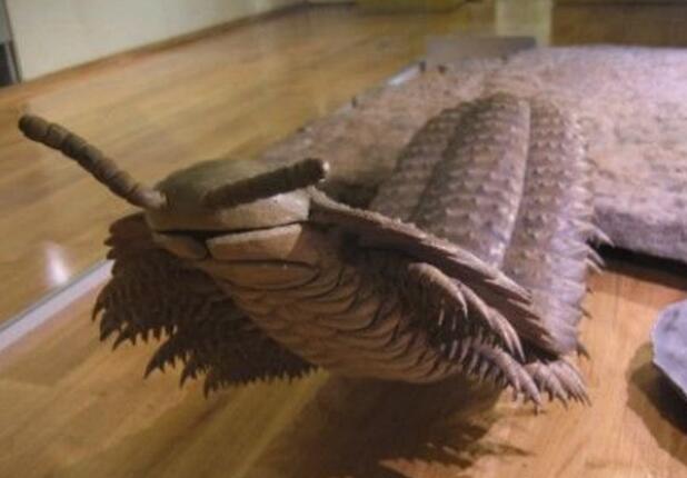 世界上最大的蜈蚣：远古蜈蚣虫长259厘米