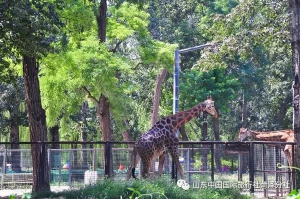 【菏泽听雨书法美术学校】"我上北京上大学"主题亲子