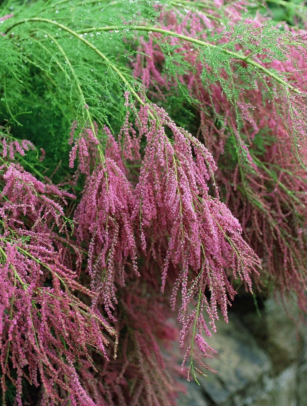 像柳又像柏的怪柳乡土植物