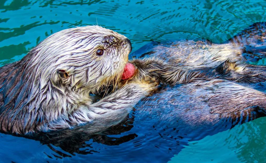  Sea Otter Pet: The Ultimate Guide to Caring for Your Adorable Aquatic Companion