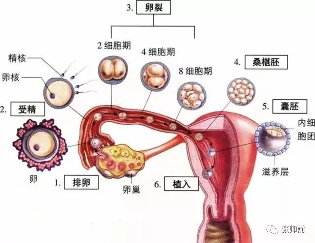 二,人胚胎发育的致畸敏感期