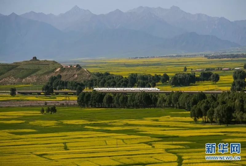 高铁线 7月中旬,地处河西走廊的甘肃民乐县和山丹军马场种植的万亩