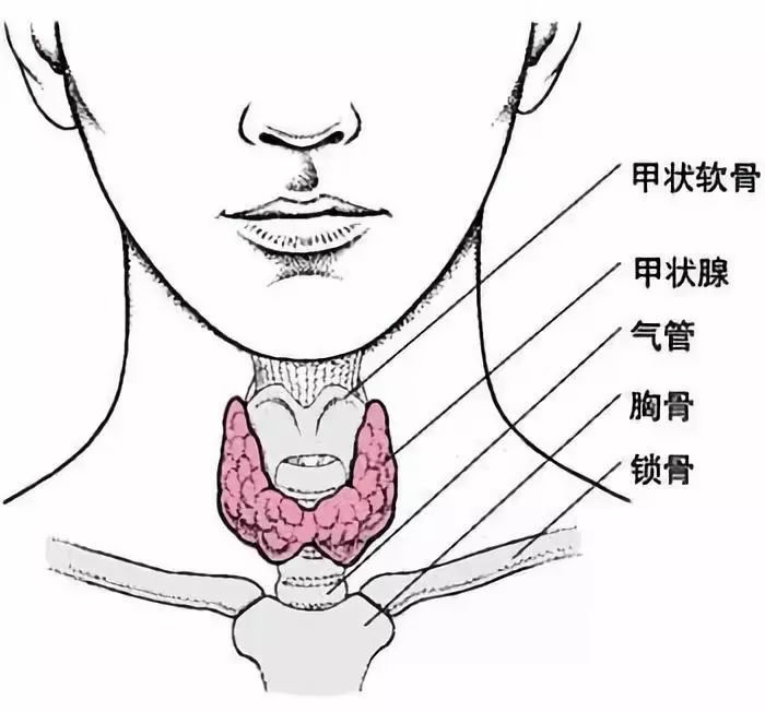 甲状腺是人体 最大的内分泌器官,位于颈部正中,气管的前方.
