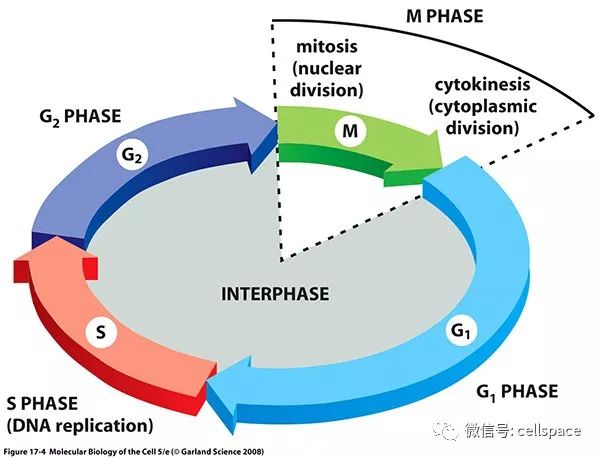 为"wac promotes polo-like kinase 1 activation for timely mitotic