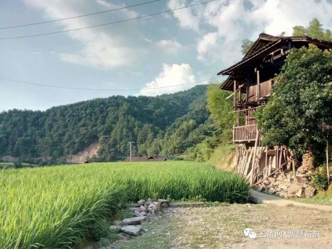 图为大乾苗寨一角,青山,禾稻,吊脚楼,一派美丽的田园风光 雷学业摄图