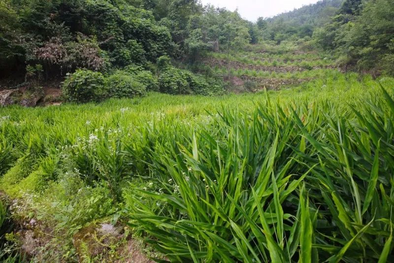 巴东这个村的阳荷丰收了 大家快来订购