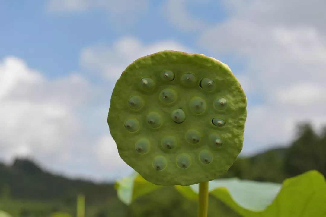 生长中的莲蓬和莲子