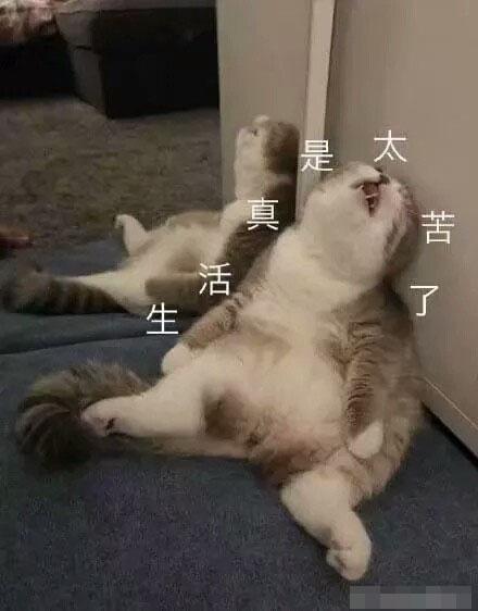 猫咪带字表情包:长得可爱就是麻烦