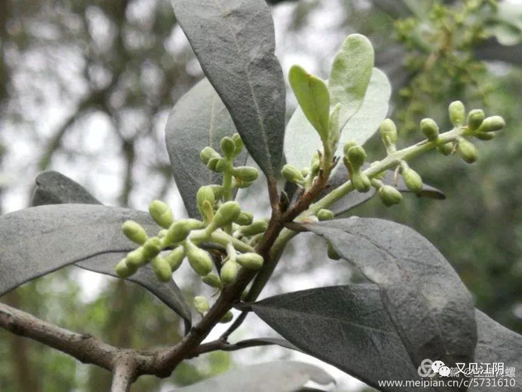 发现乡村,上善若水橄榄花开蔡庄新村