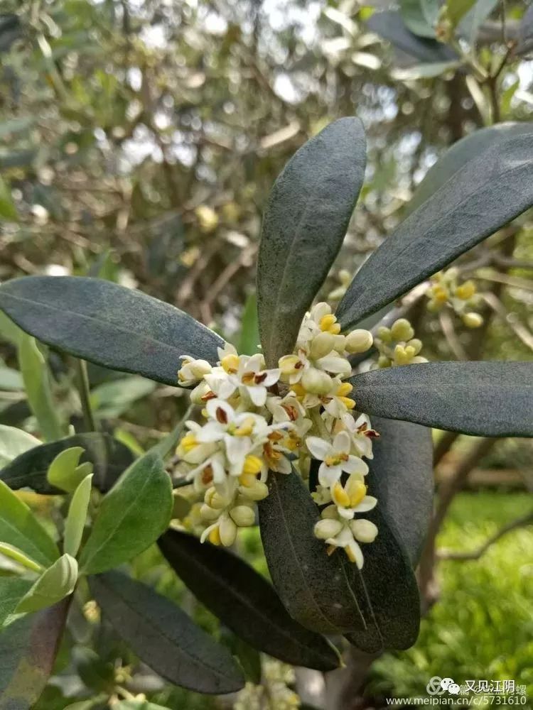 发现乡村,上善若水橄榄花开蔡庄新村