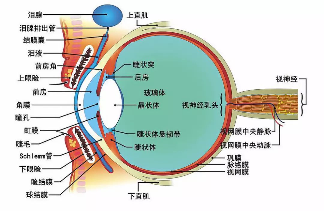 正常眼球解剖图