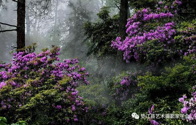 700米—1000米的地方,它不同于南川金佛山,贵州毕节的高寒乔木杜鹃