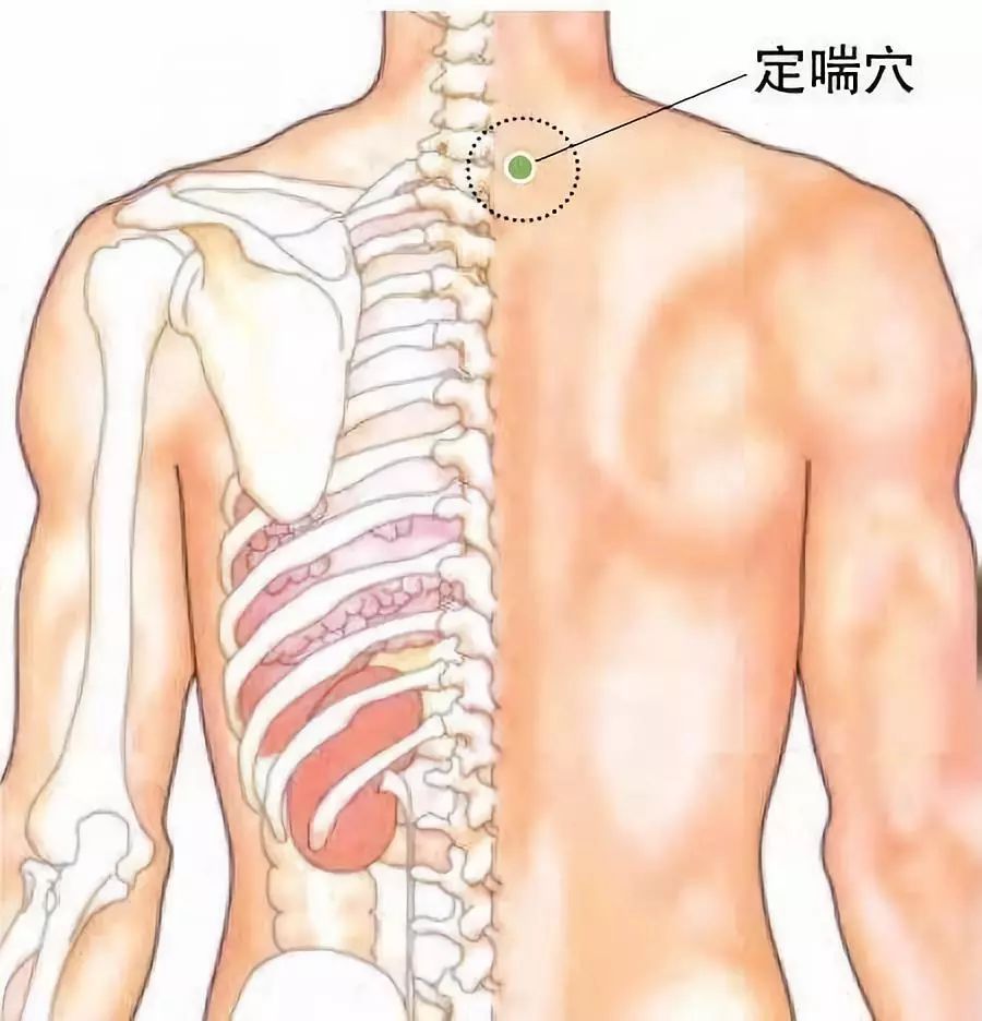 它位于后脑勺下方颈窝的两侧,由颈窝往外约两个拇指左右的位置,位于后