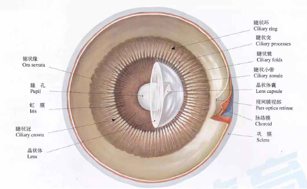 虹膜,睫状体的解剖图(后面观)