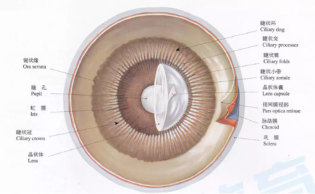 虹膜属于眼球中层,位于血管膜的最前部,在睫状体前,可调节瞳孔的大小