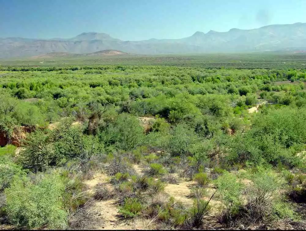 用于防风固沙的柽柳林(arizona-sonora desert museum)柽柳对有害气体