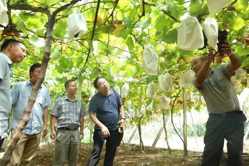 欢迎春城人中国葡萄产业体系植保岗位首席专家王忠跃来丁庄考察葡萄啦