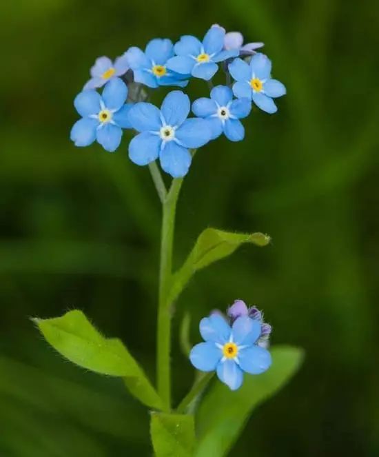 小花勿忘我