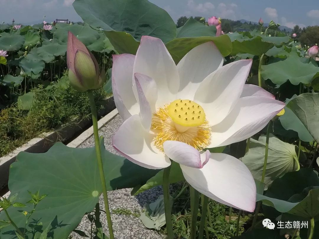 崇义县首届荷花文化旅游节良田美景荷你相约记忆在这里定格