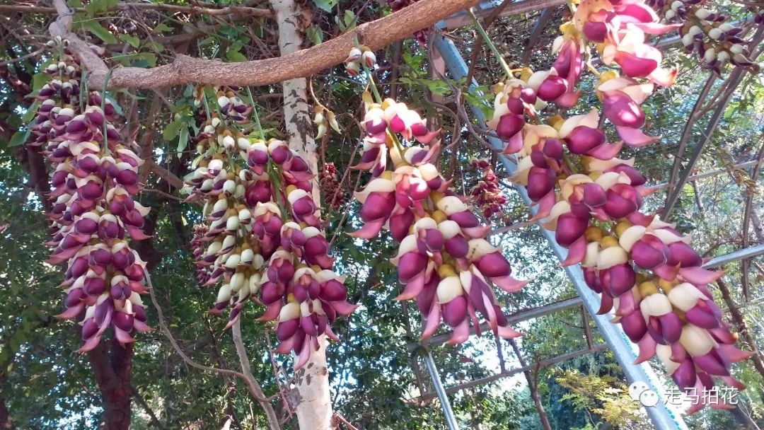 58,大果油麻藤白花油麻藤mucuna birdwoodianatutch.