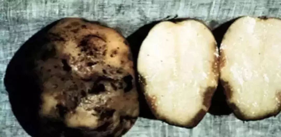 马铃薯晚疫病薯块马铃薯疮痂病