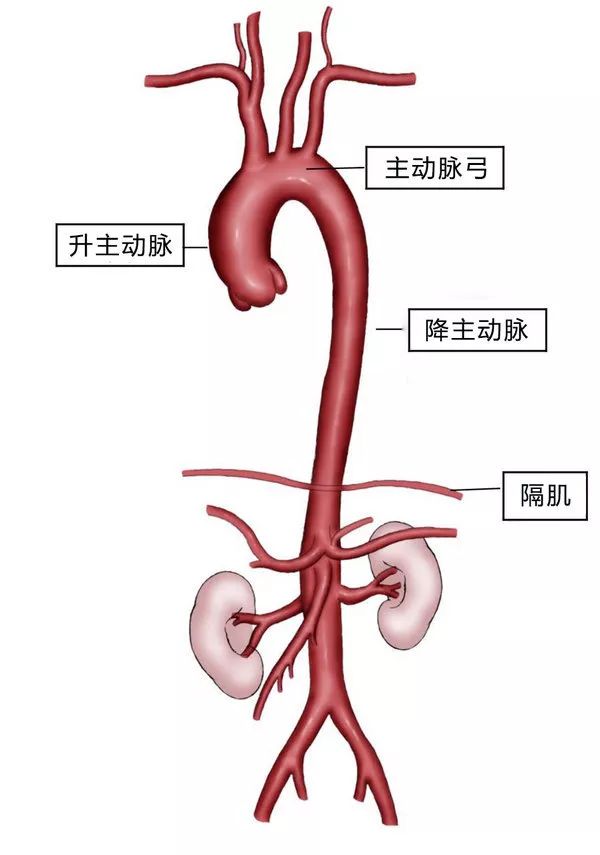 千万别忽视这种能致死的胸痛!快来看看什么样的胸痛需要就医?