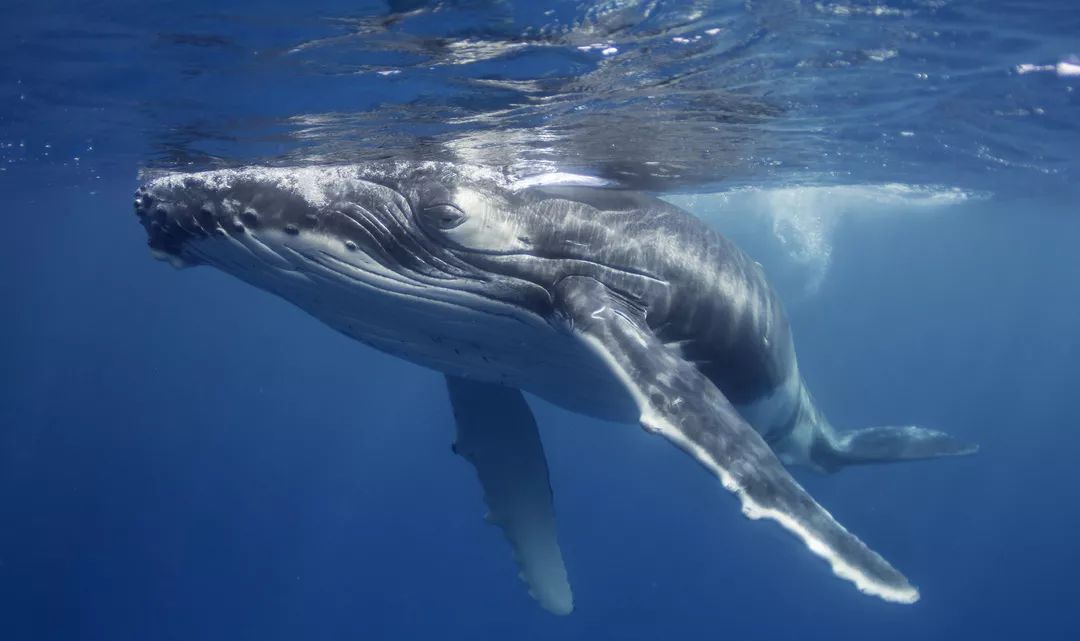 澳洲常见的鲸的种类 鲸分很多种,一般我们听得多的有抹香鲸,蓝鲸