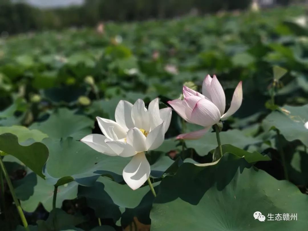 崇义县首届荷花文化旅游节良田美景荷你相约记忆在这里定格