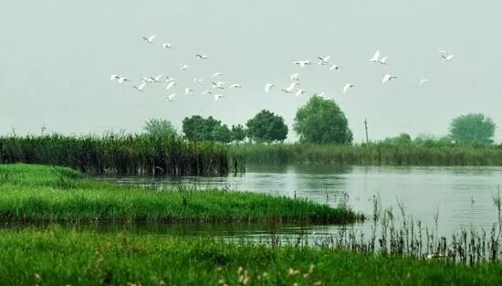 后官湖省级湿地公园有水鸟和林鸟130种,国家一级保护鸟类白头鹤有71只