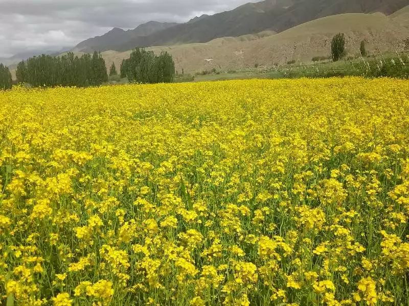 美炸了!且末县这个地方的油菜花开成"花海",赶紧约起