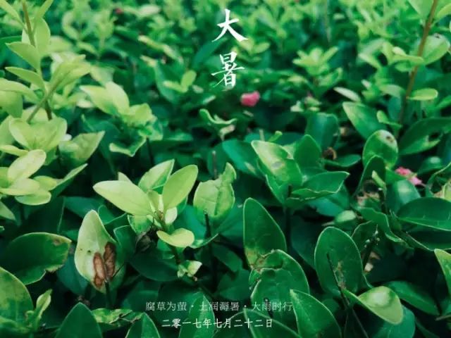 土润溽暑:后五日"土润溽暑,溽是湿,湿气浓重,蒸郁而令人难耐腐草为萤