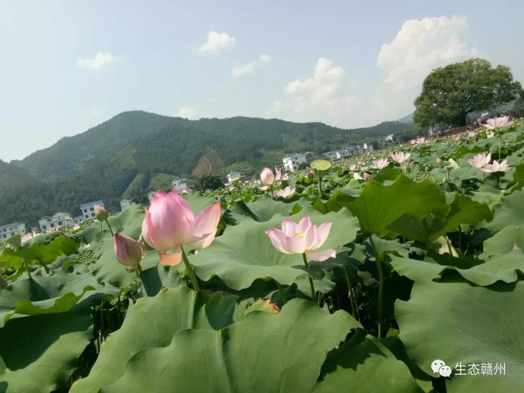 崇义县首届荷花文化旅游节良田美景荷你相约记忆在这里定格