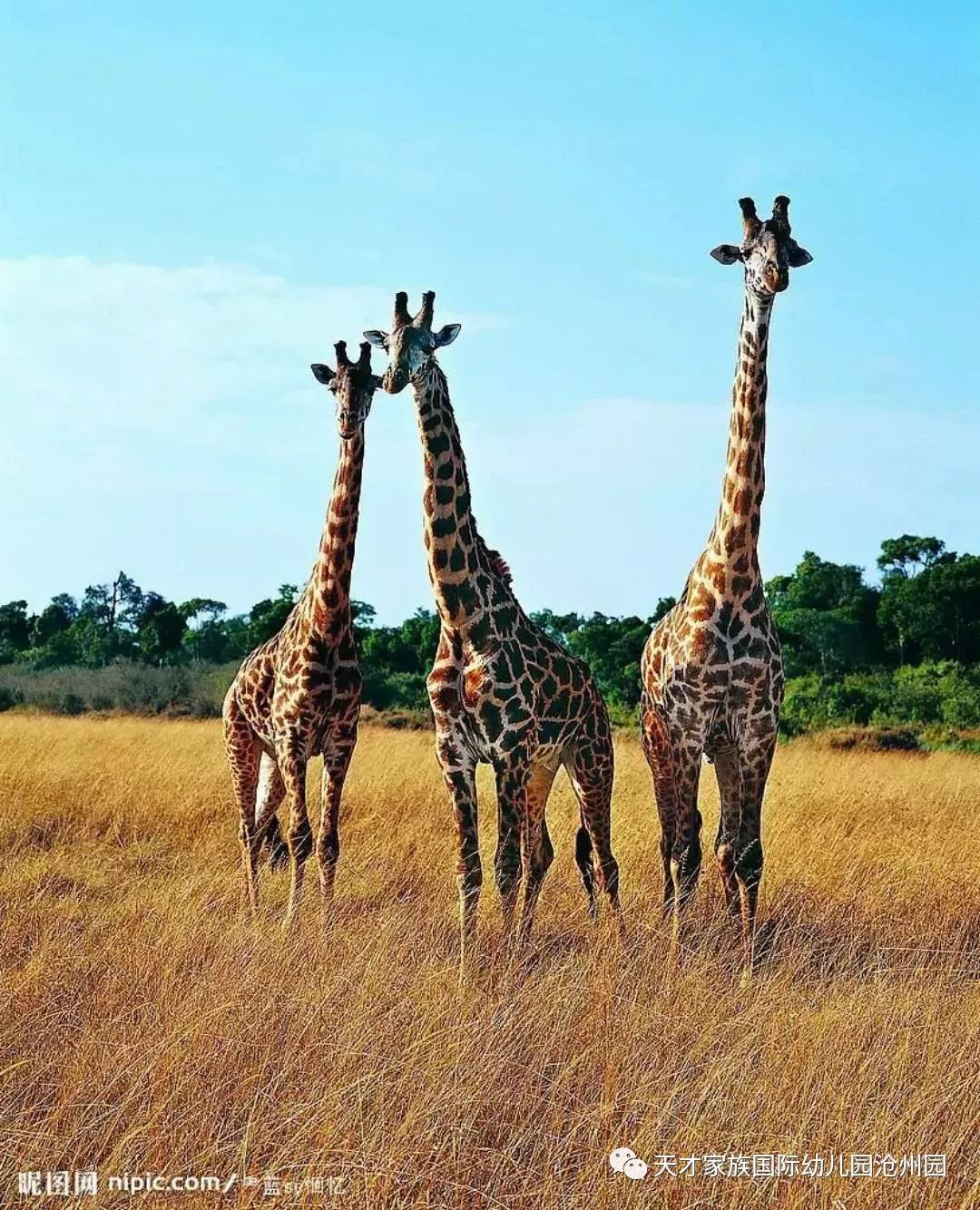 动物百科之长颈鹿，长颈鹿的资料简单介绍