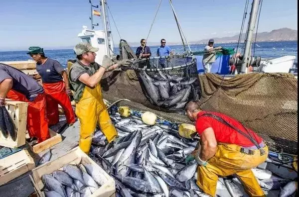 渔获浪费与过度捕捞成隐忧!宁波海上鲜信息技术有限公司:我有办法!