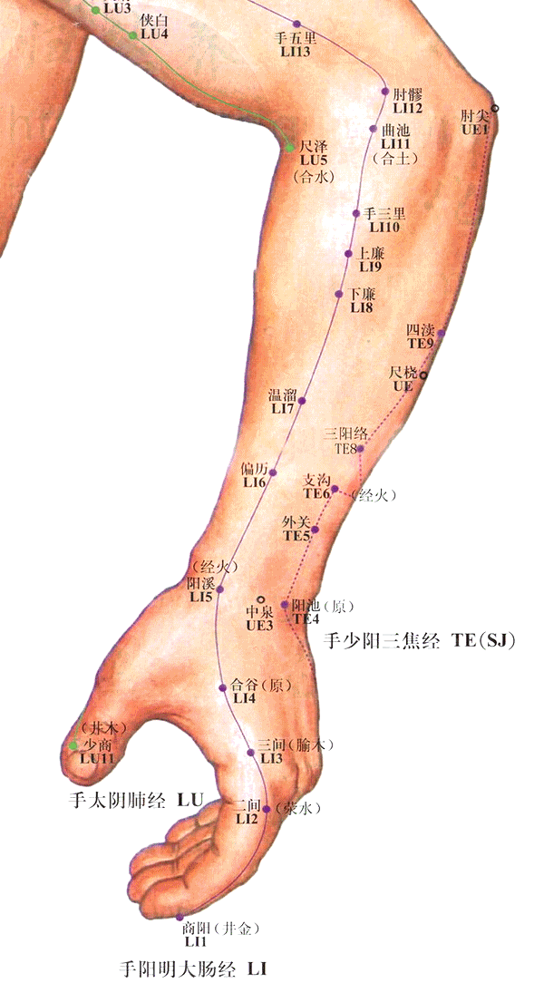 【解剖】在桡骨与尺骨之间,指总伸肌与拇长伸肌之间,屈肘俯掌时则在