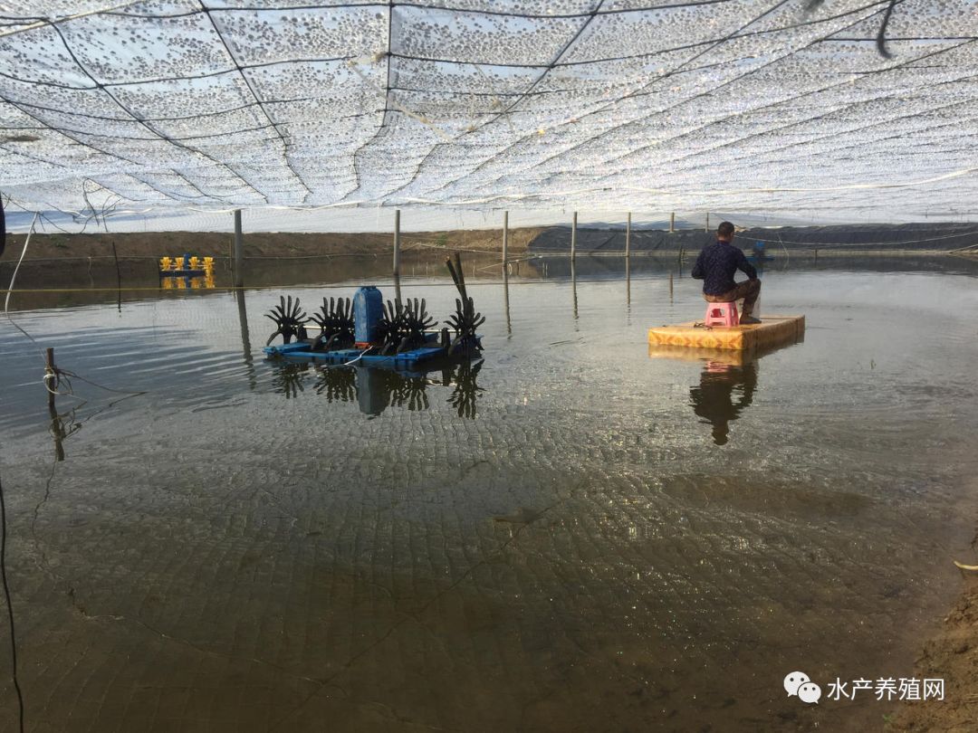 养虾钱好赚跨界新虾农越来越多,养虾却想说,养虾必须做好这6点!