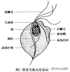 85%为白色念珠菌,偶见阴道纤毛菌,放线菌等.