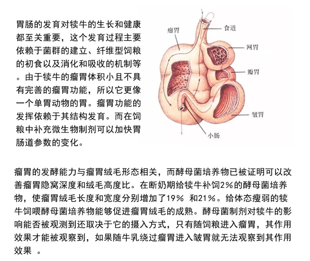 【第12期】酵母菌制剂—犊牛瘤胃发育的生物营养库