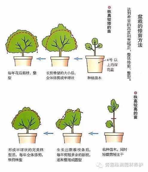 花卉植物修剪技术精粹