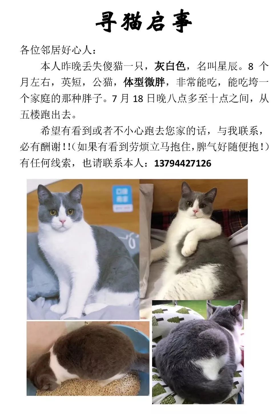 【喵剧场】寻猫启事?来搞笑的?