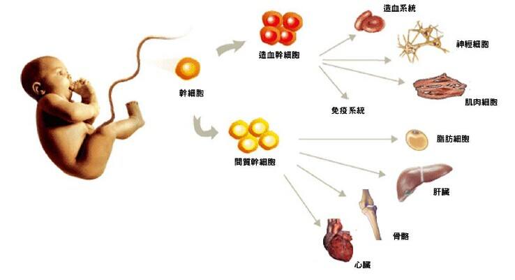 你的生命银行,值得备份的三种干细胞,你的生命银行,值得备份的三种干