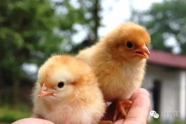 些养殖户朋友为了使雏鸡长的肥点,会在第一周内给蛋雏鸡饲喂肉小鸡料