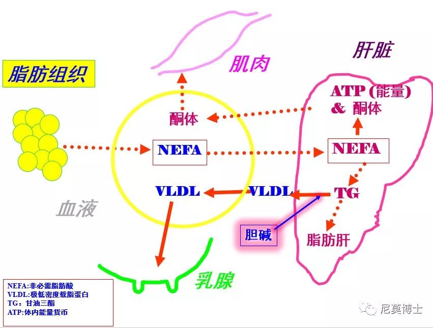 图22 胆碱在极低密度载脂蛋白携带甘油三酯出肝脏入血过程中发挥重要